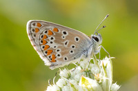 Aricia artaxerxes-6839- Parmelan - 18/08/26