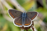 Aricia artaxerxes-6825 - Parmelan - 18/08/26