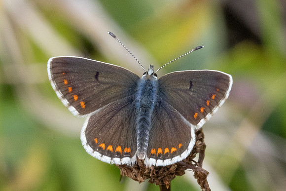 Aricia artaxerxes-6825 - Parmelan - 18/08/26
