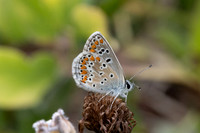 Aricia artaxerxes-6831 - Parmelan - 18/08/26