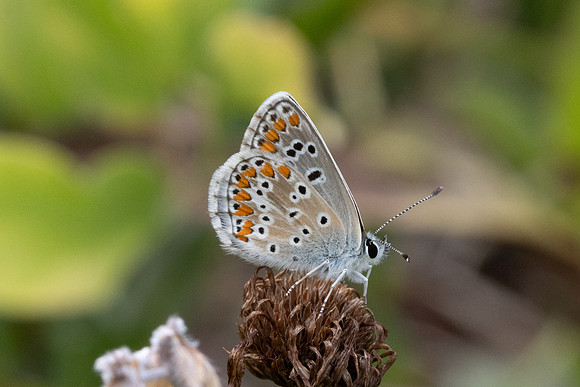 Aricia artaxerxes-6831 - Parmelan - 18/08/26
