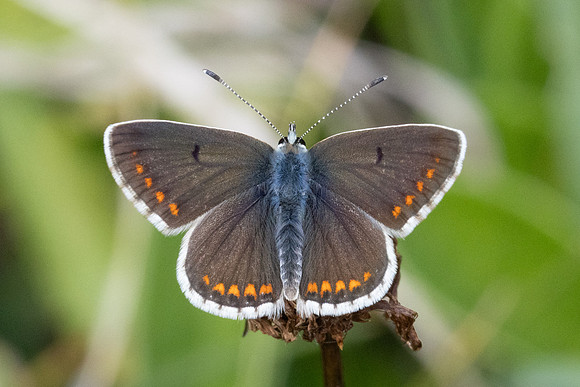 Aricia artaxerxes-6827- Parmelan - 18/08/26