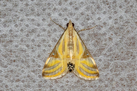 Talanga sexpunctalis--25 - Chiang Dao - 8/02/26