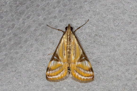 Talanga sexpunctalis-8996 - Chiang Dao - 8/02/26