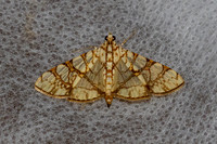Glyphodes caesalis-8960 - Chiang Dao -