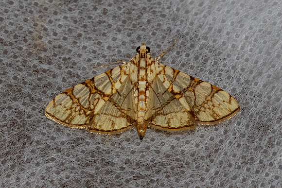 Glyphodes caesalis-8960 - Chiang Dao -