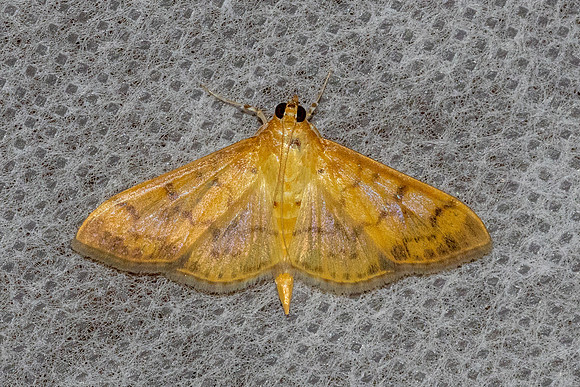 Patania balteata-47 - Chiang Dao - 8/02/26