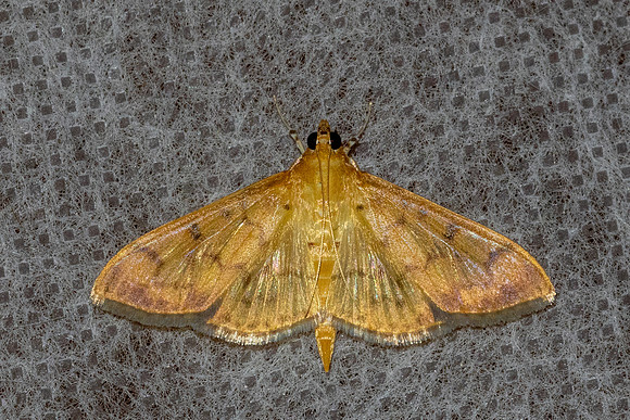 Patania balteata-8987  - Chiang Dao - 8/02/26