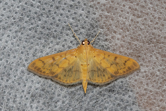 Patania balteata-8980  - Chiang Dao - 8/02/26