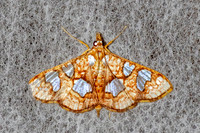 Glyphodes canthusalis-50 - Chiang Dao - 8/02/26