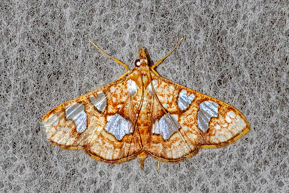 Glyphodes canthusalis-50 - Chiang Dao - 8/02/26