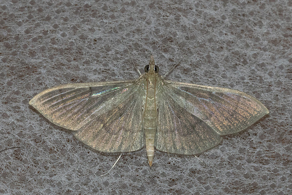 Poliobotys ablactalis-8988 - Chiang Dao - 8/02/26
