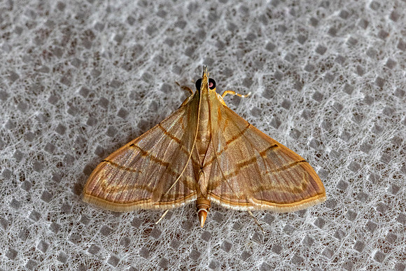 Pagyda salvalis-8953 - Chiang Dao - 8/02/26