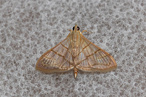 Pagyda salvalis-8957 - Chiang Dao - 8/02/26