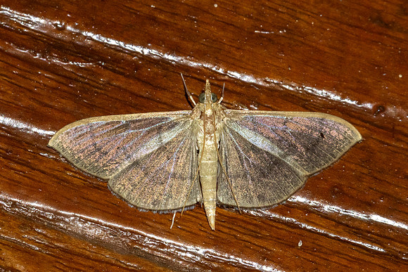 Poliobotys ablactalis-8984 - Chiang Dao - 8/02/26