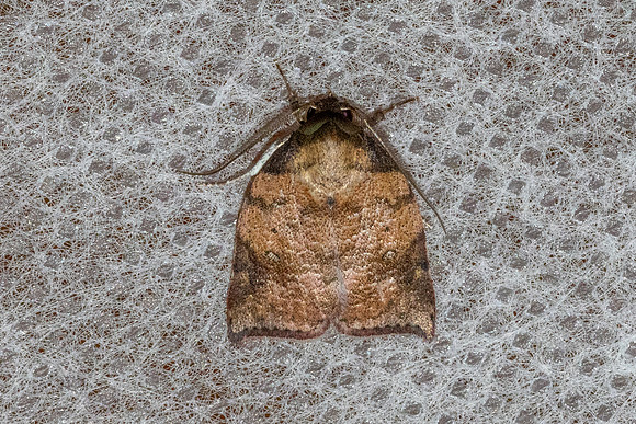 Beara tortriciformis-49 - Chiang Dao - 8/02/26