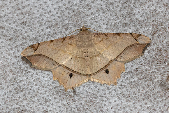 Chiasmia monticolaria--45 - Chiang Dao - 8/02/26