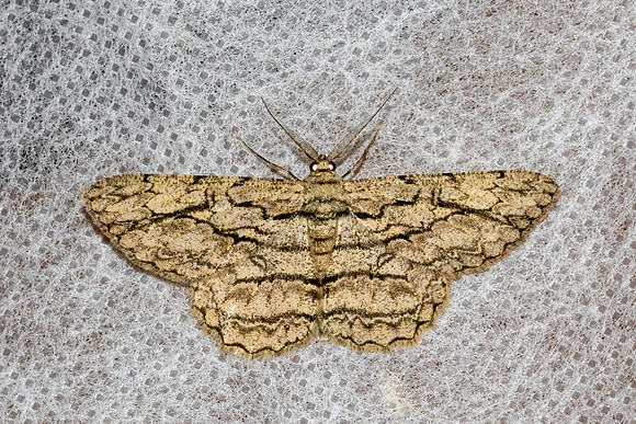 Hypomecis transcissa-56 - Chiang Dao - 8/02/26