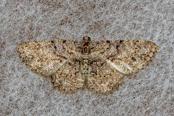 Psilalcis breta-55 - Chiang Dao - 8/02/26