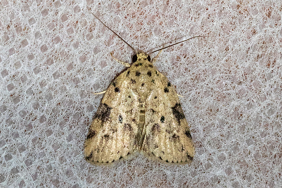 Giaura multipunctata-44- Chiang Dao - 8/02/26