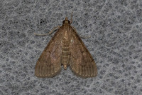 Herpetogramma licarsisalis-8964