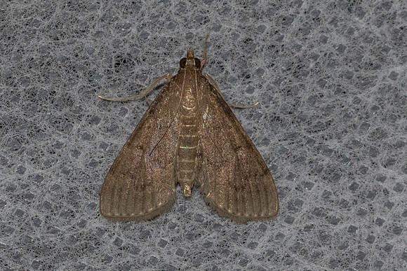 Herpetogramma licarsisalis-8964