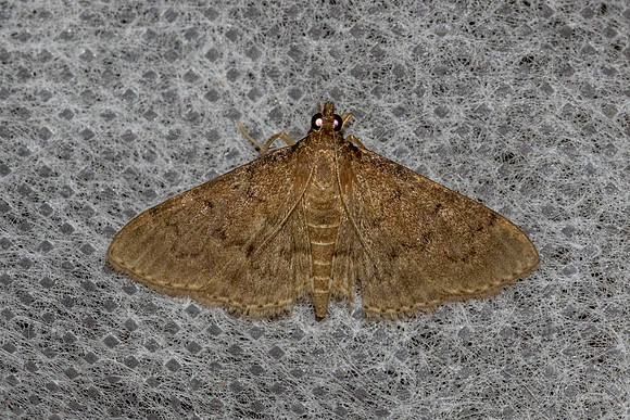 Herpetogramma licarsisalis-8961