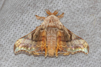 Gunda ochracea-7409