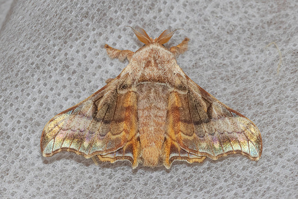 Gunda ochracea-7409