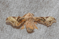 Bombycidae