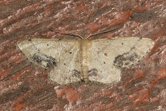 Idaea chotaria-7410 - Chiang Dao - 6/02/26