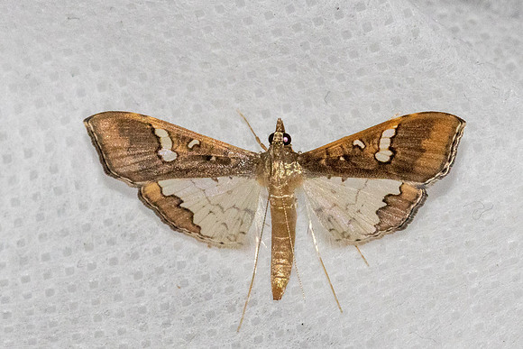 Maruca vitrata-7376 - Chiang Dao - 6/02/26