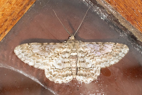 Cleora decisaria-7382 - Chiang Dao - 6/02/26
