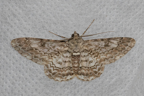Cleora repulsaria-7404 - Chiang Dao - 6/02/26