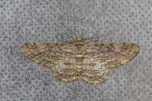 Cleora repulsaria-7403 - Chiang Dao - 6/02/26