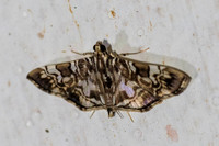 Chabula acamasalis-7423 - Chiang Dao - 7/02/26