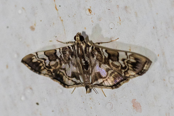 Chabula acamasalis-7423 - Chiang Dao - 7/02/26