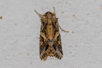 Spodoptera litura-7422 - Chiang Dao - 7/02/26