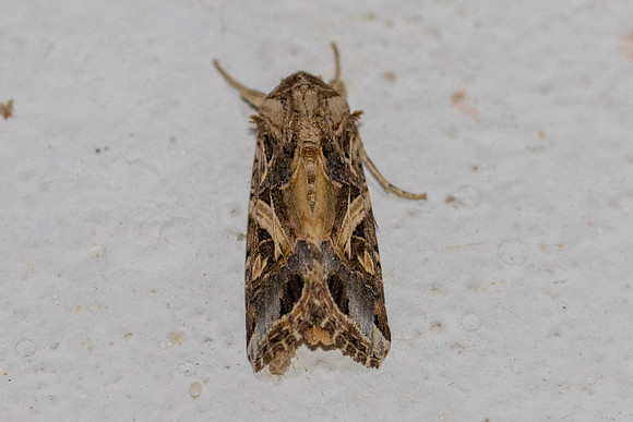 Spodoptera litura-7422 - Chiang Dao - 7/02/26