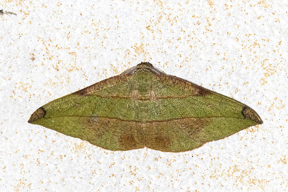 Hypochrosis hyadaria-7431 - Chiang Dao - 7/02/26