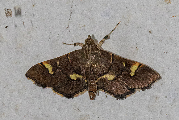 Syngamia falsidicalis-7429 - Chiang Dao - 7/02/26