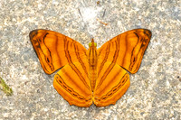 Chersonesia rahria