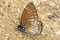 Graphium ramaceus-6879 - Than To waterfall - 4/02/26