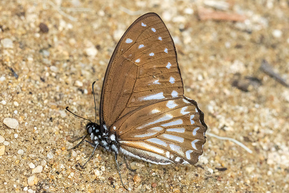 Graphium ramaceus-6879 - Than To waterfall - 4/02/26