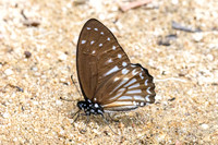 Graphium ramaceus