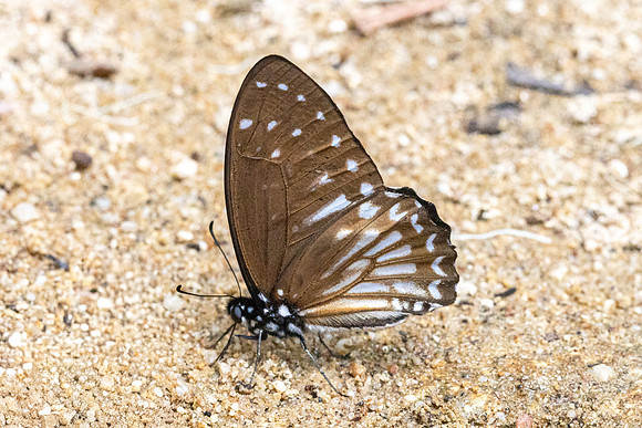 Graphium ramaceus-6882 - Than to Waterfall - 4/02/26