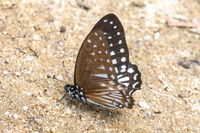 Graphium ramaceus-6853 - Than to waterfall - 4/02/26