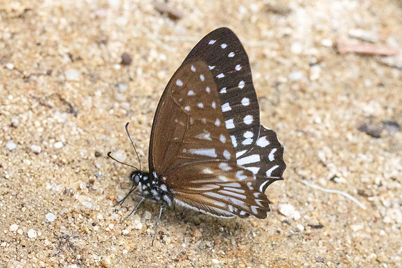 Graphium ramaceus-6853 - Than to waterfall - 4/02/26