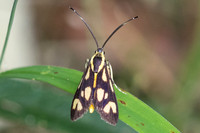 Artona hainana-6552