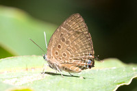 Arhopala barami-6460